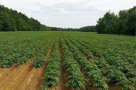 cultivo de la patata