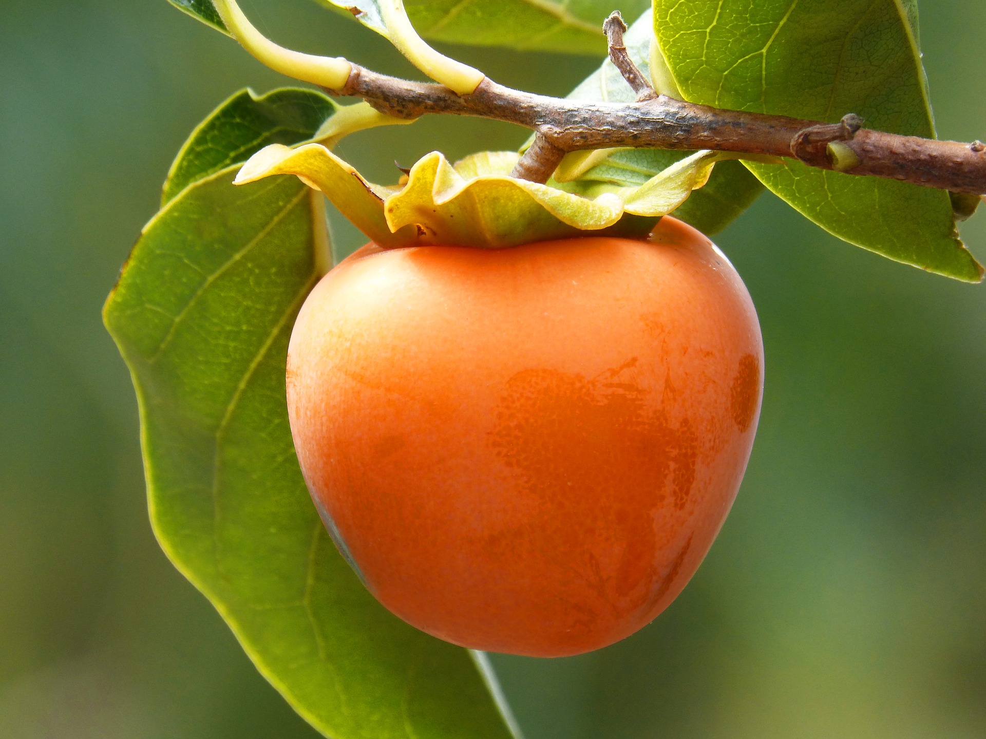 Frutales