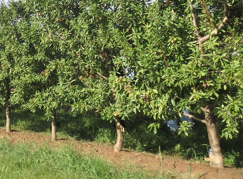frutos secos