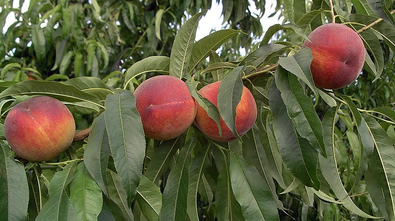 fruta de hueso