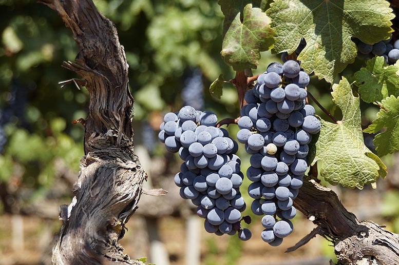 vino