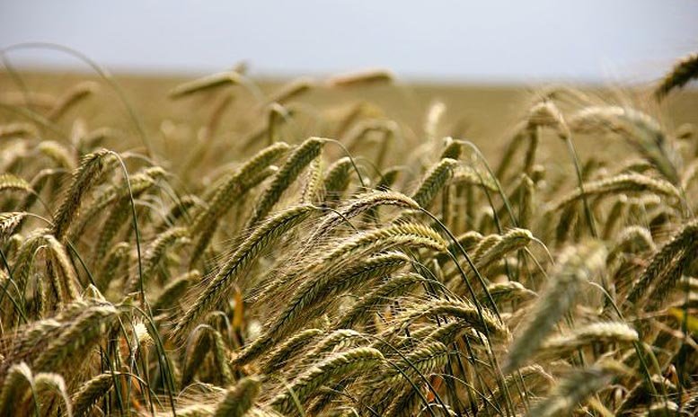 agroecología