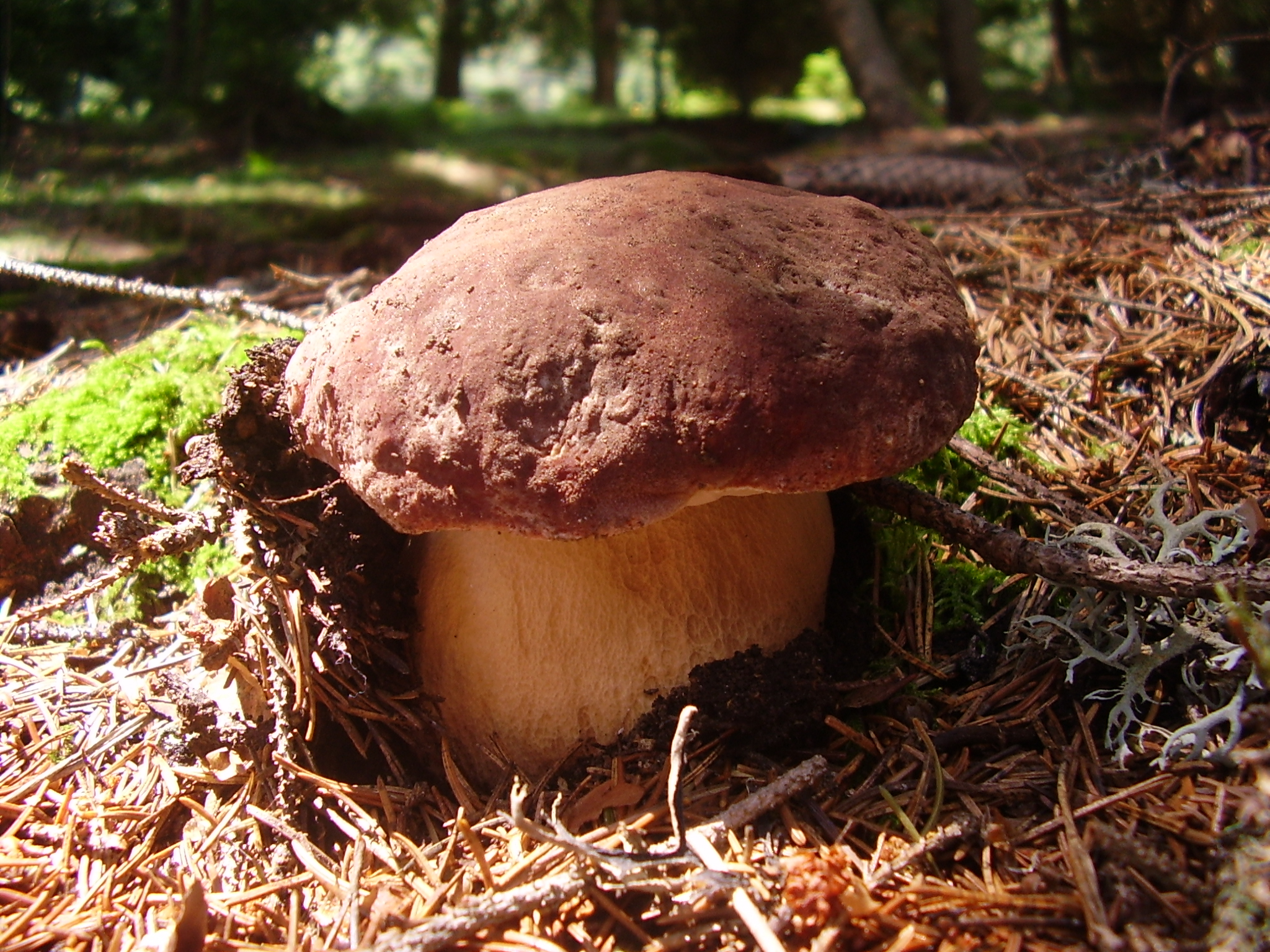 Hongos Hongos