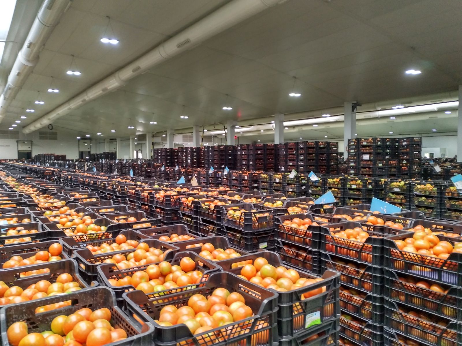 Instalaciones tomate