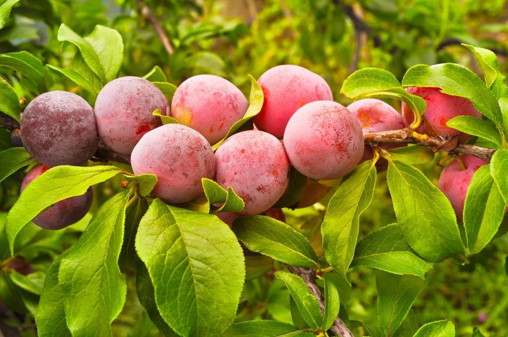 Fruta de hueso