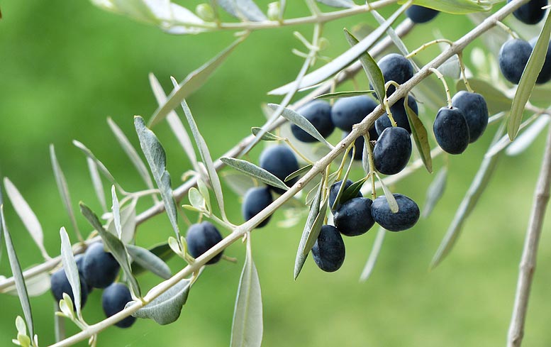 aceituna negra española