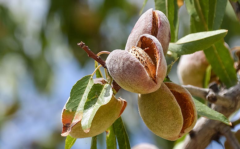 Xylella