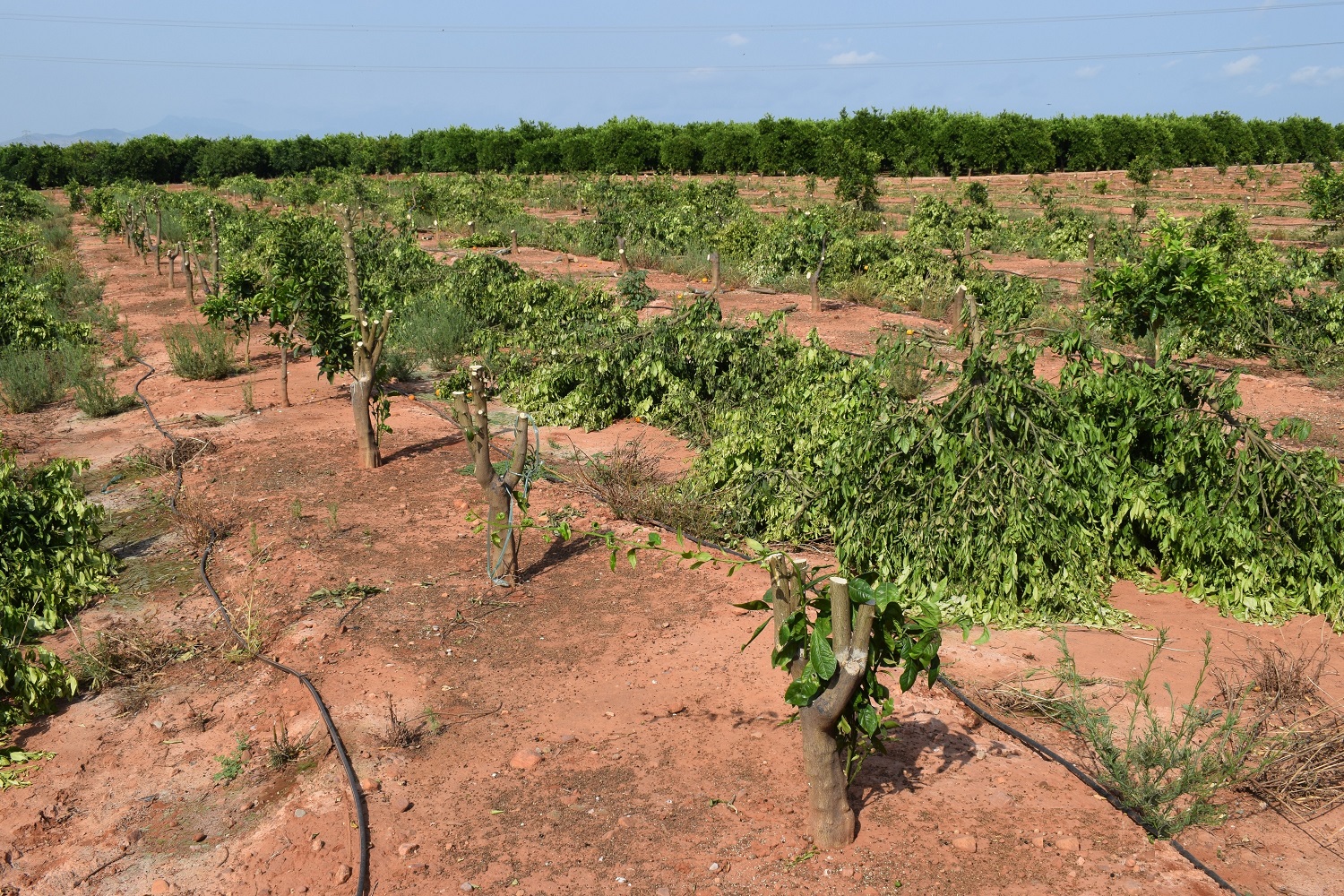 Eliminación árboles de mandarina Orri