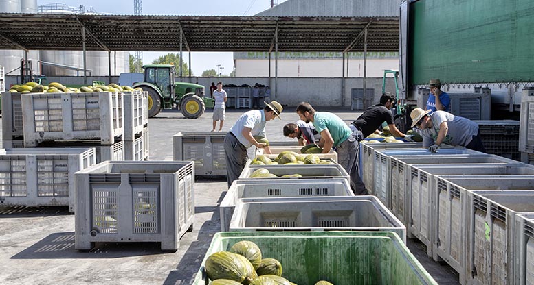 melón