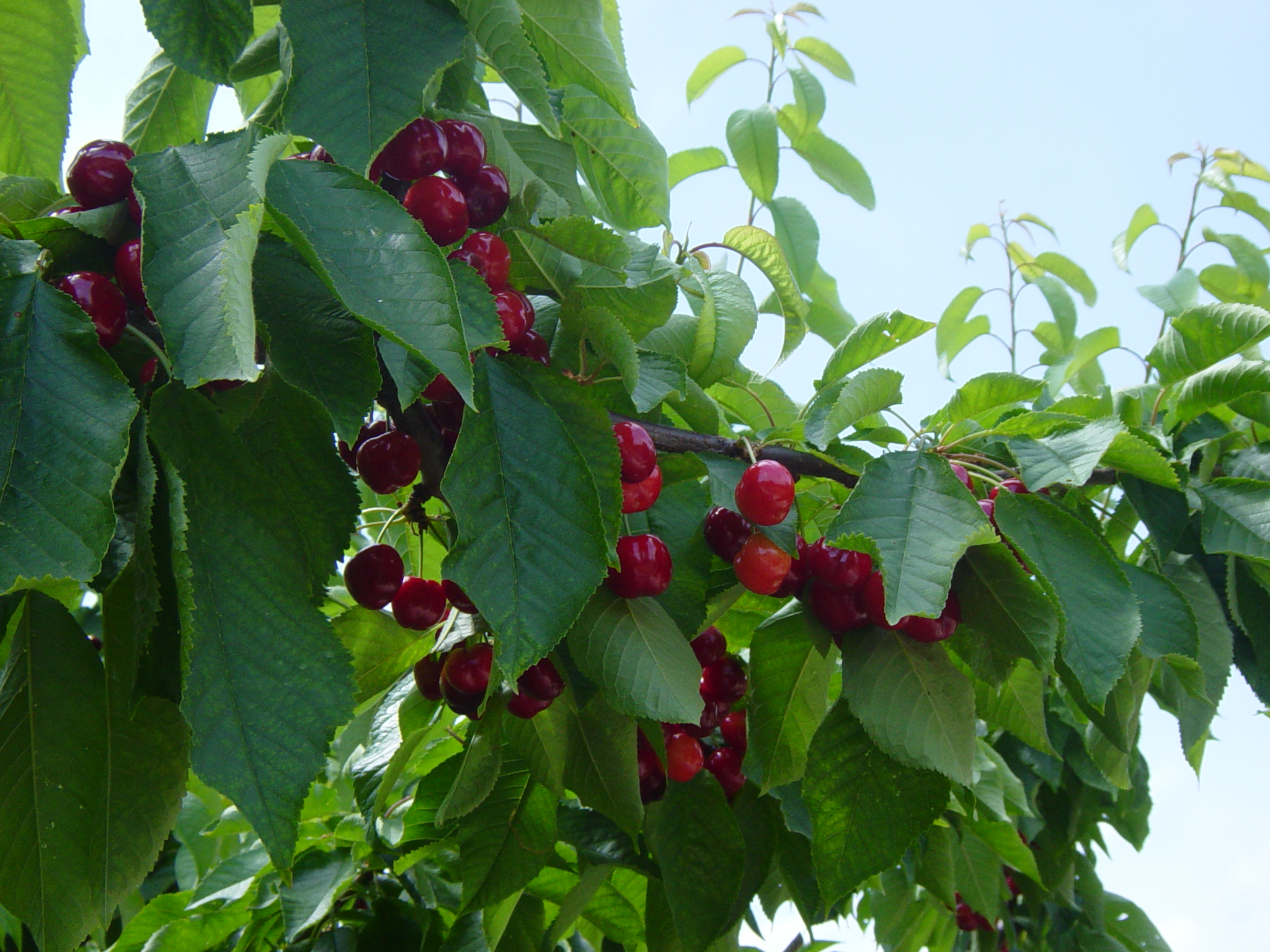 cereza
