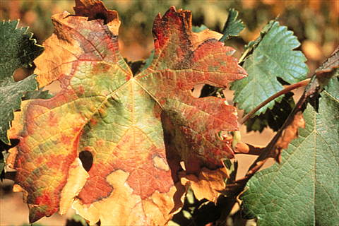 xylella