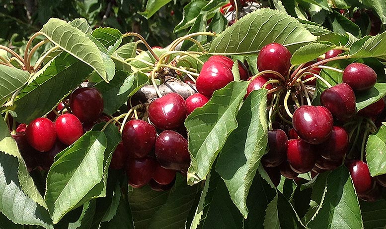 cereza