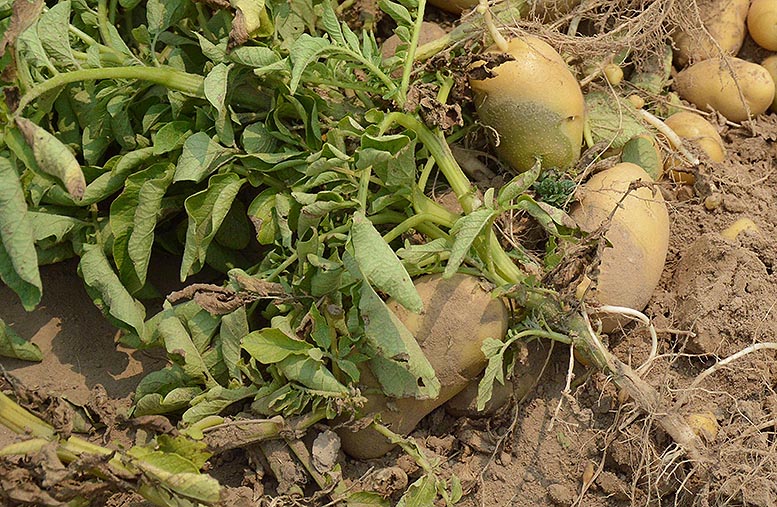 patata