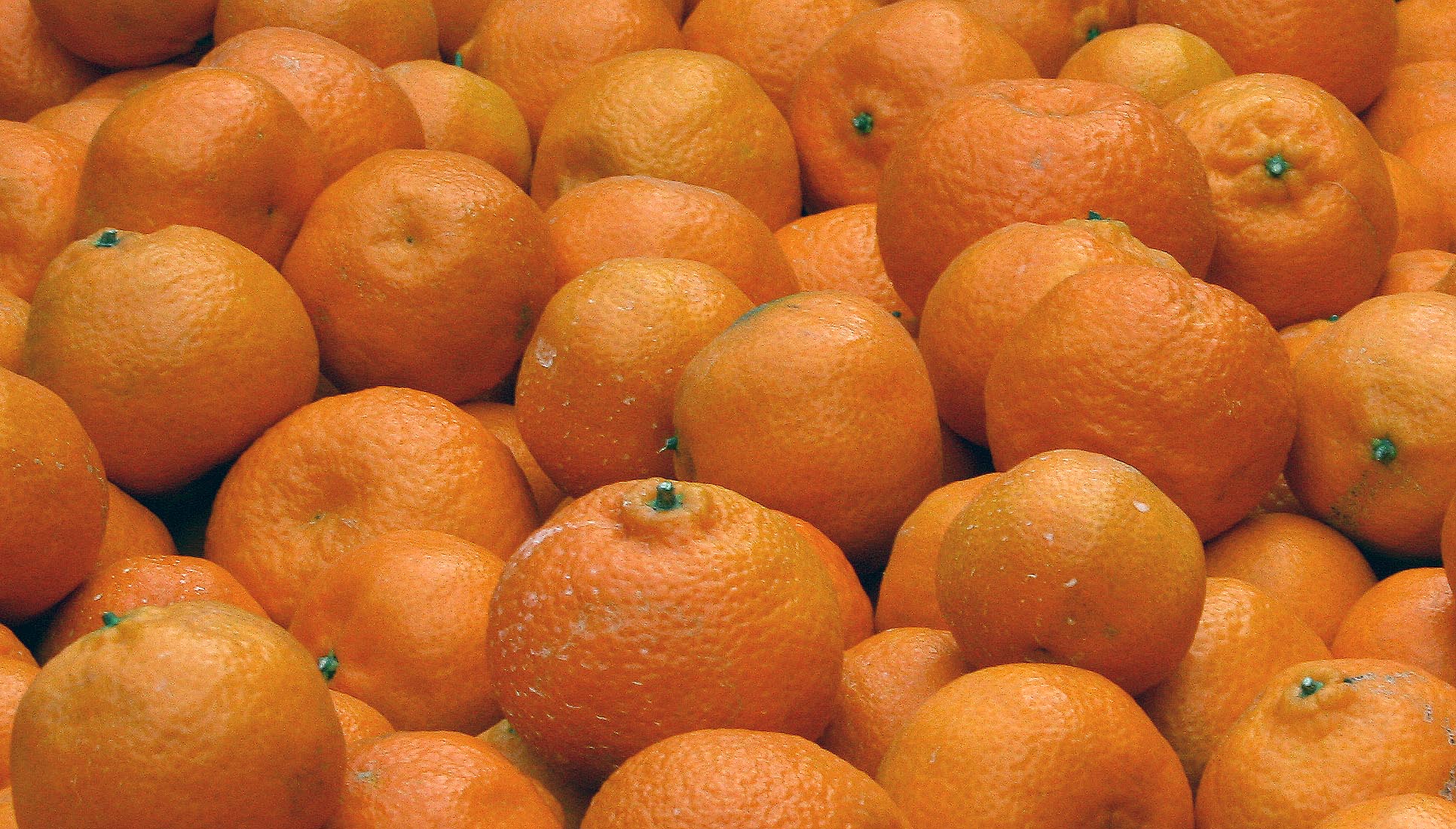 cítricos
