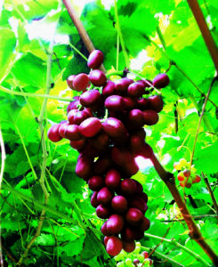SanLucar uva ecuatoriana SanLucar uva ecuatoriana