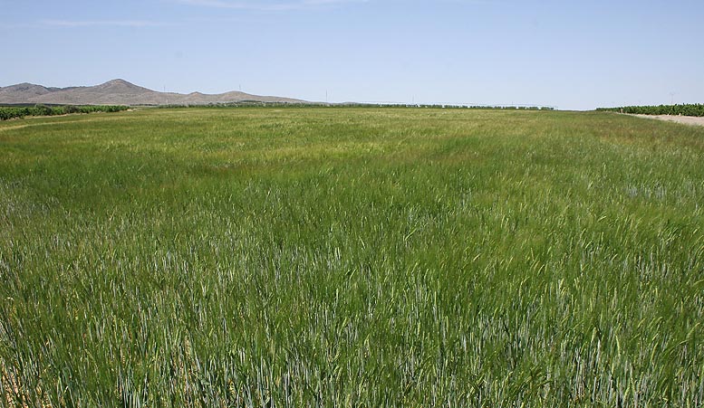sector agroalimentario