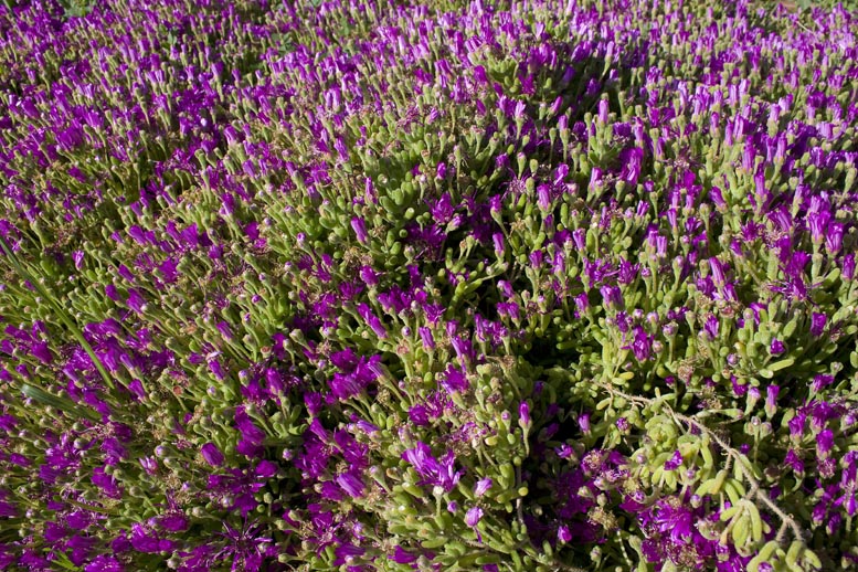 flores y plantas vivas