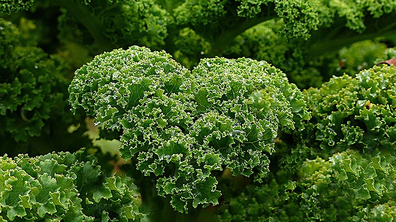 kale