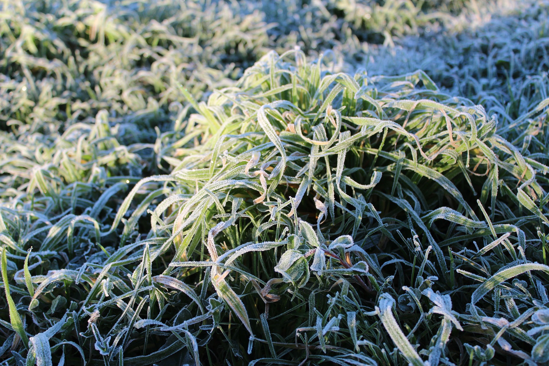 hielo