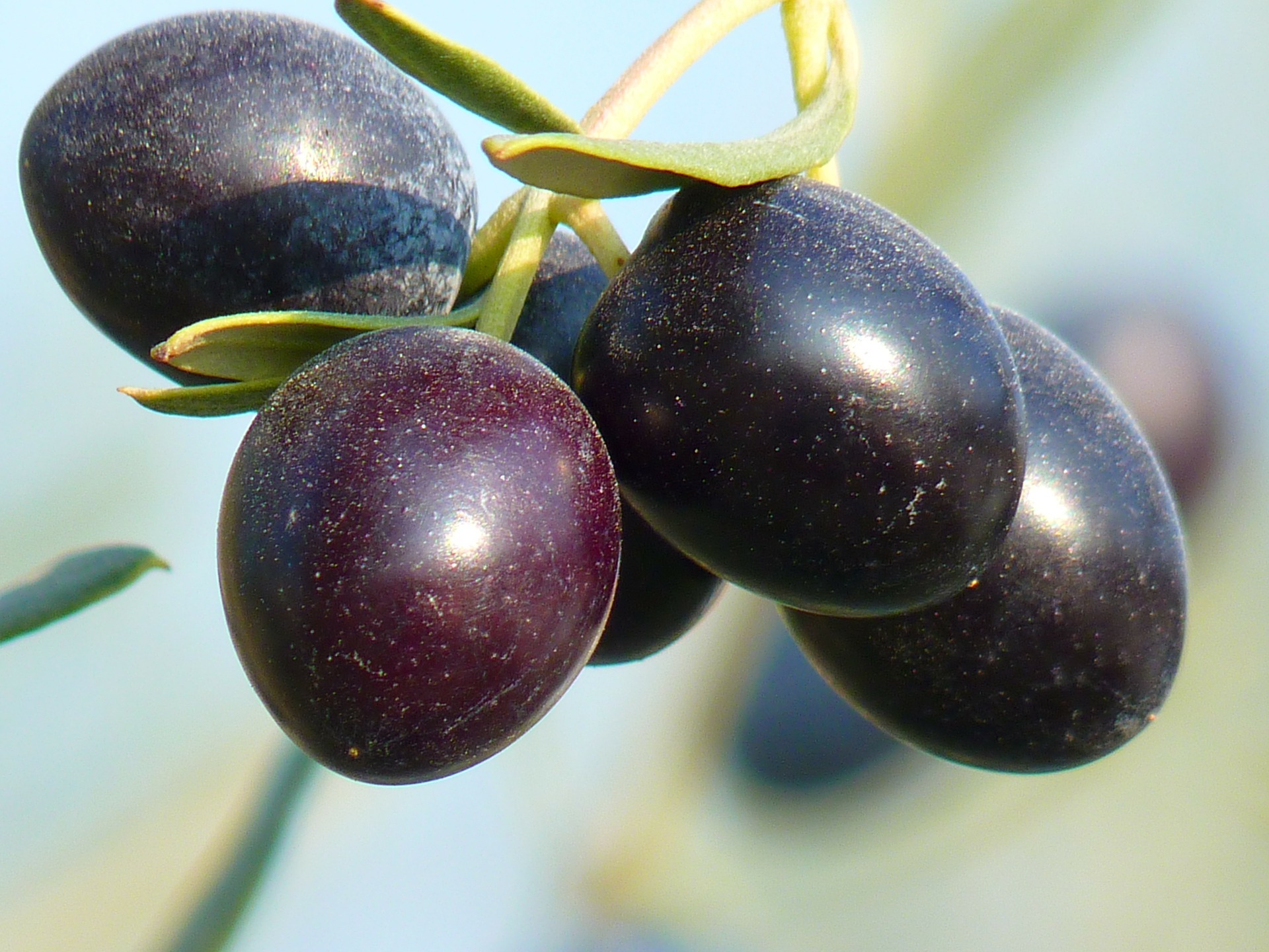 Aceituna negra