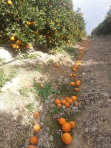 Mesa de Cítricos de Asaja Alicante