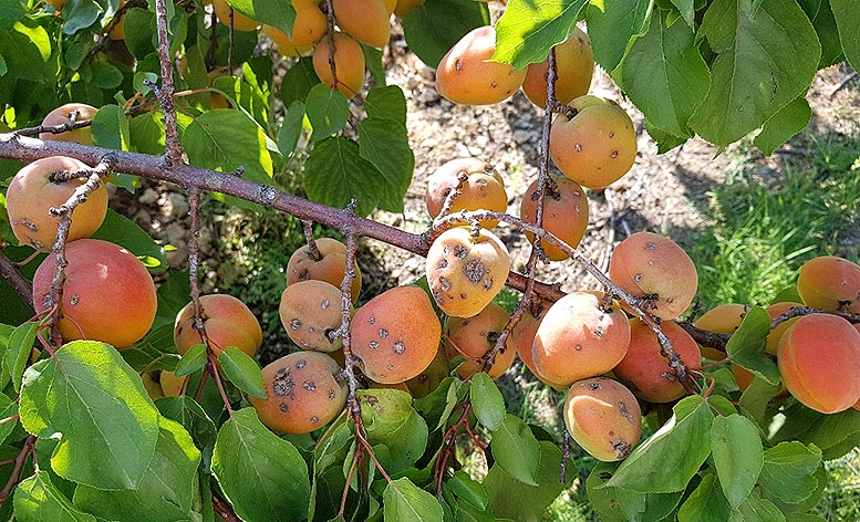 seguro agrario