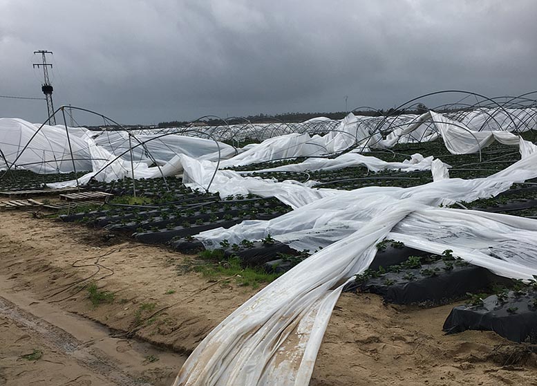 seguro agrario