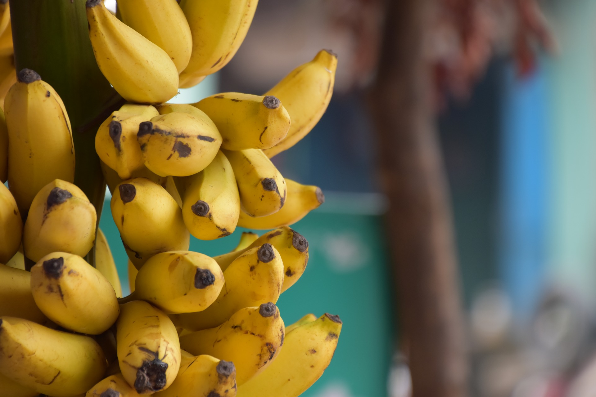 banana