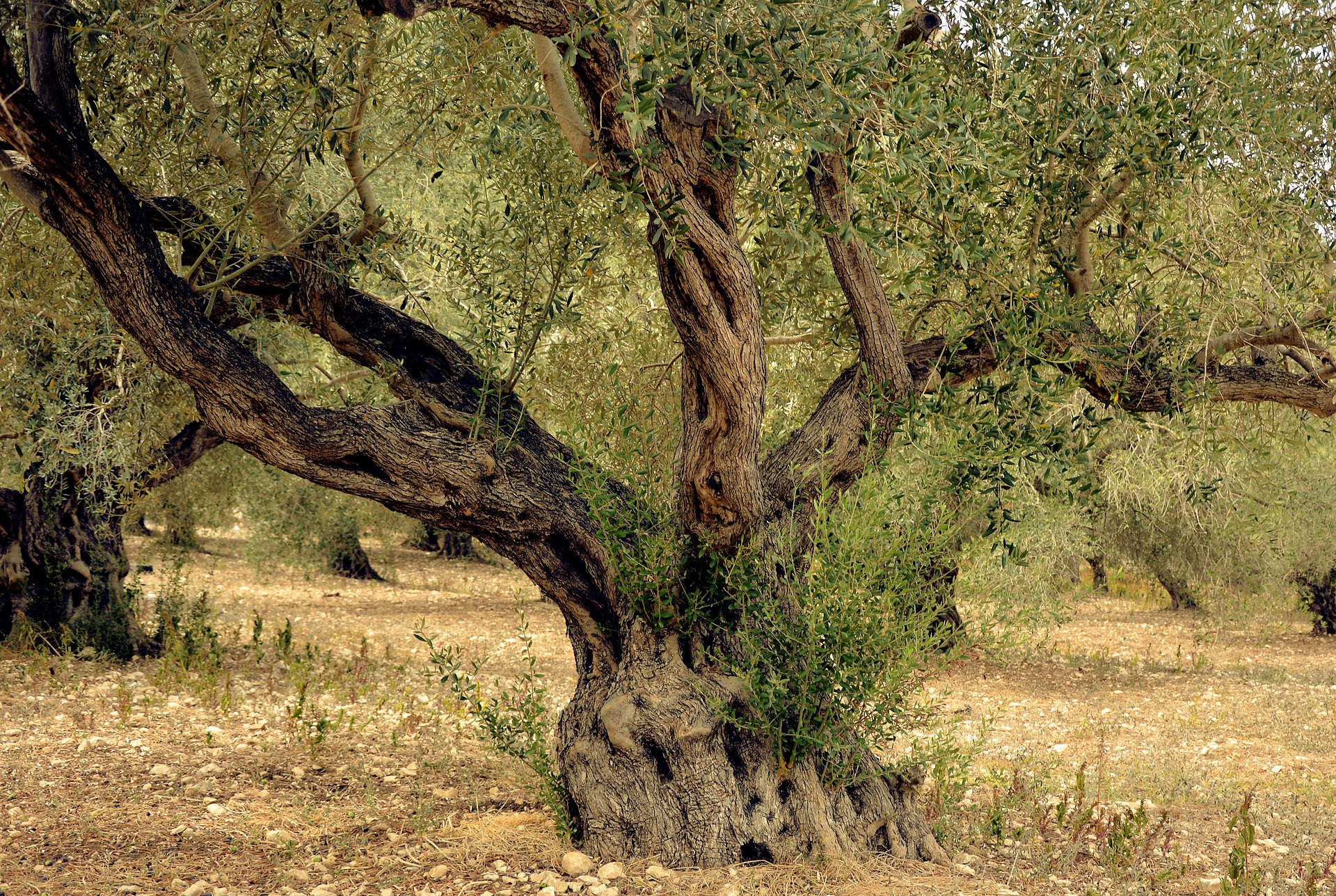 olivo