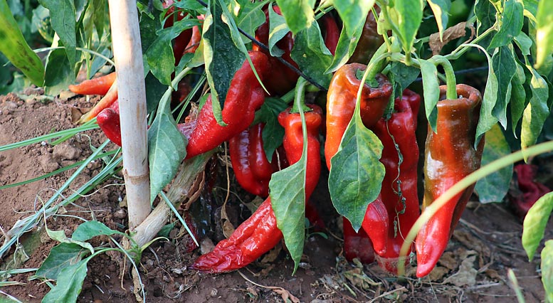 Pimientos