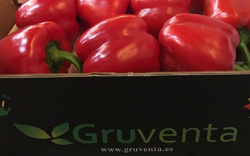 pimiento gruventa
