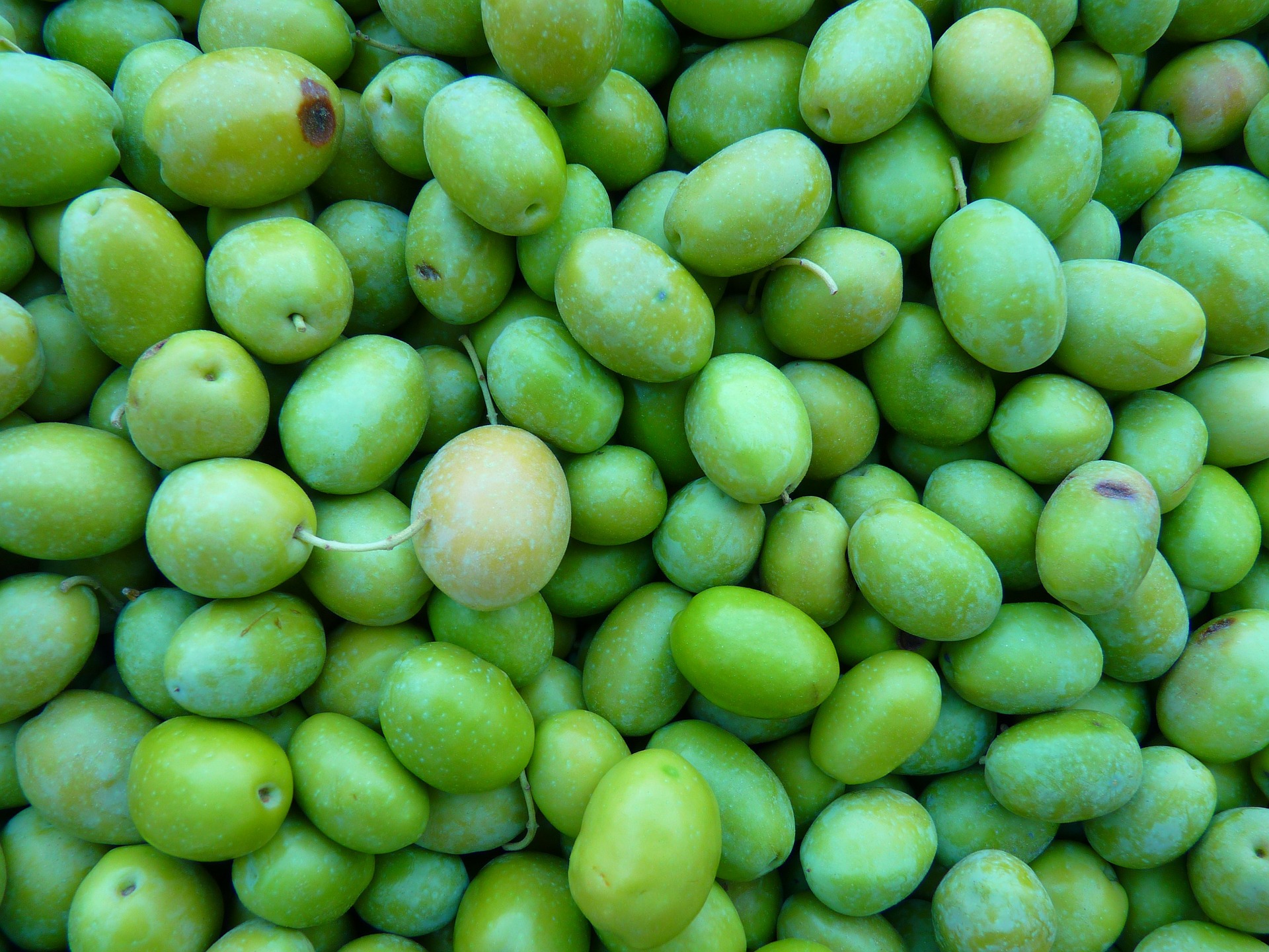 aceituna