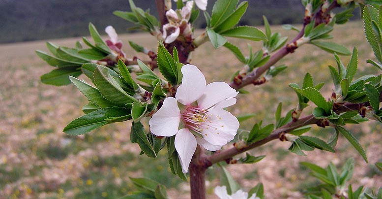 almendro