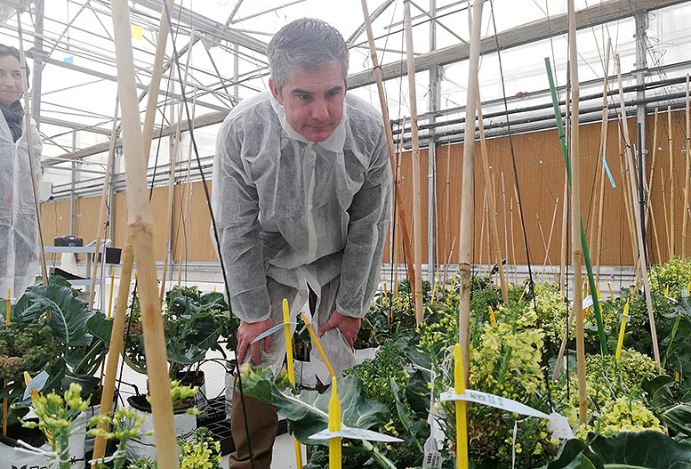 mejora genética de semillas