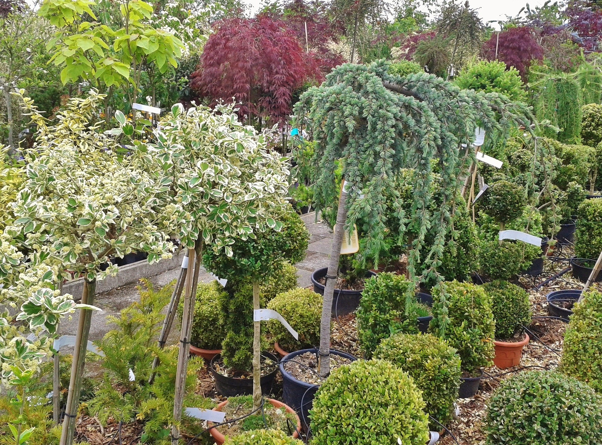 Planta ornamental