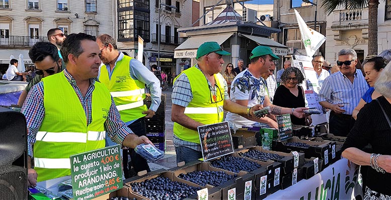 arándanos