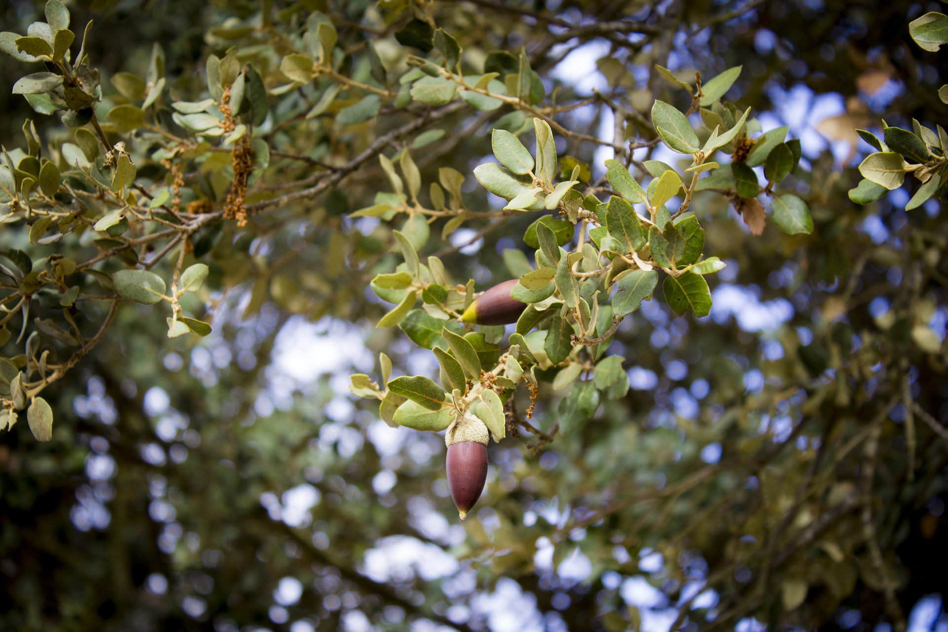 Trufa bellota encina