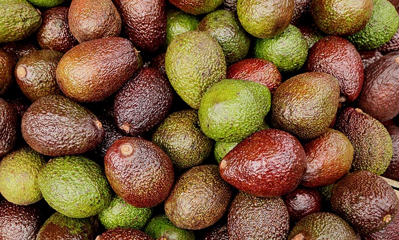 aguacate
