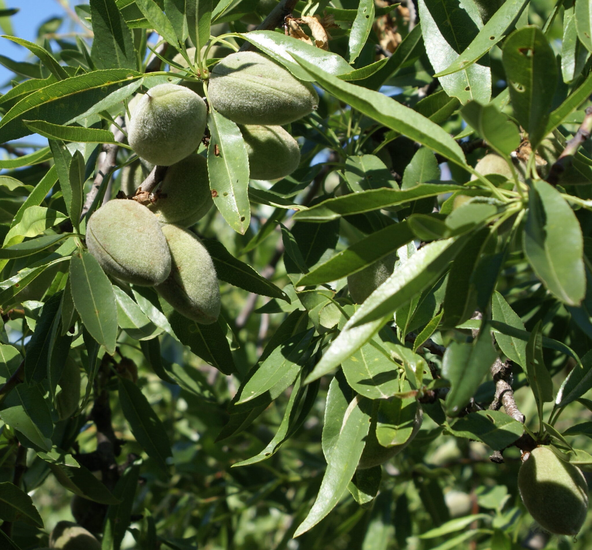 Córdoba cosecha almendra