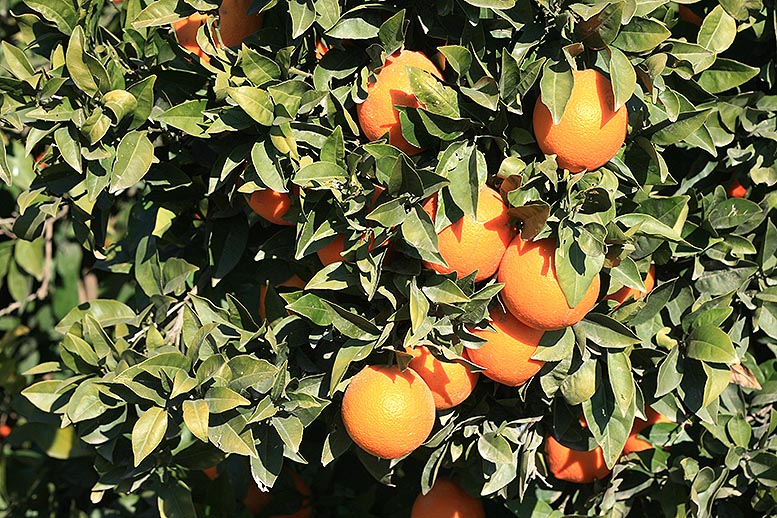 naranja