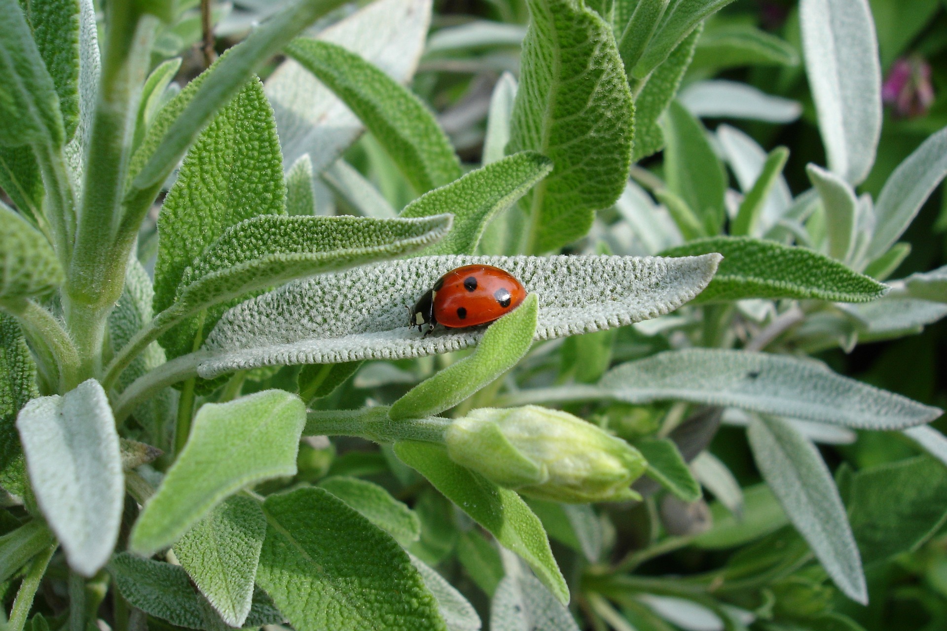 bioprotección