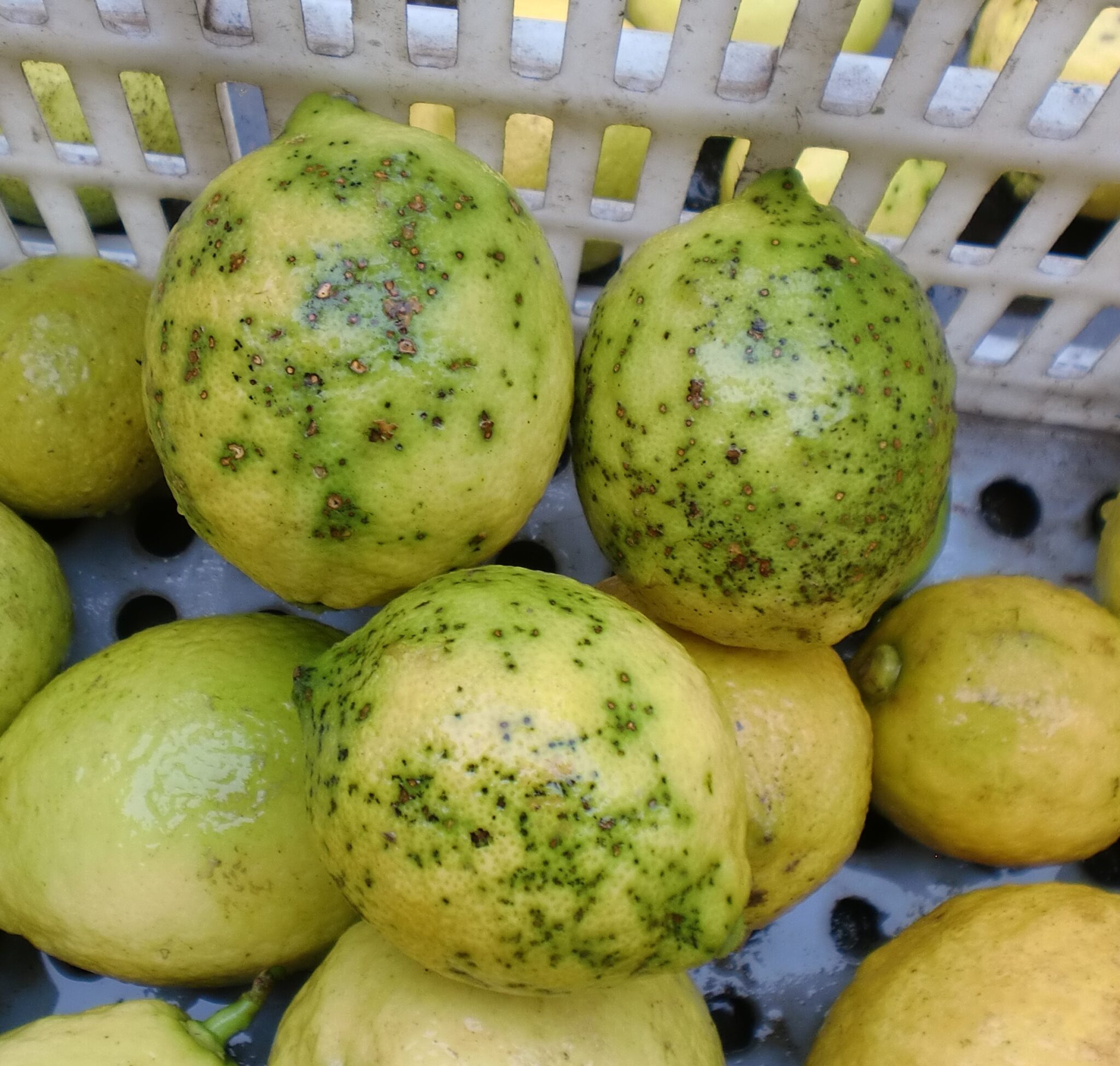 Mancha negra en Túnez