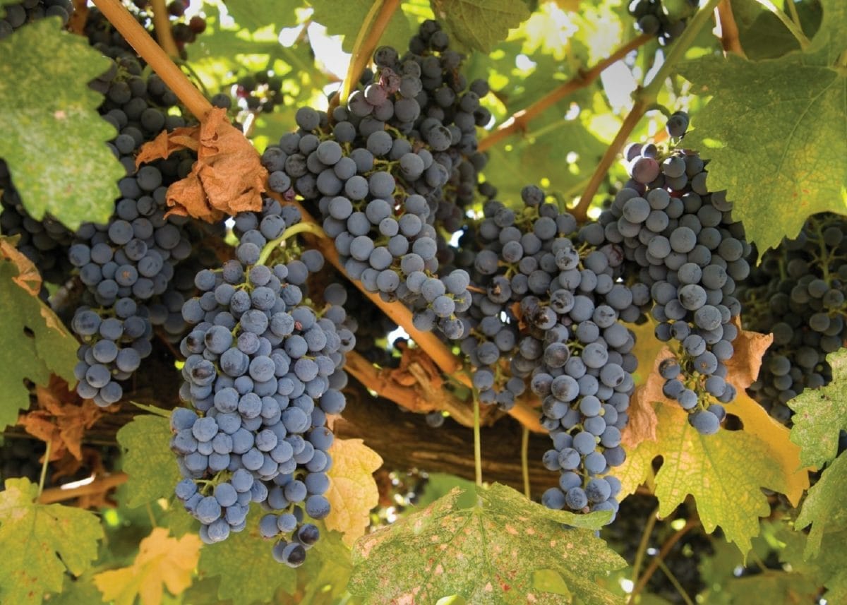 Viticultura Castilla-La Mancha Viticultura Castilla-La Mancha