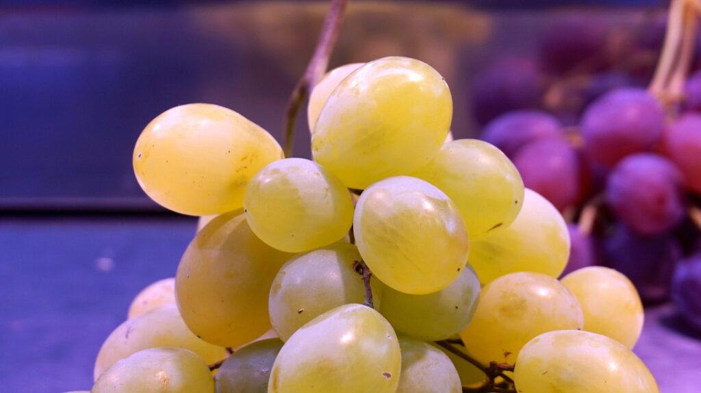 moscatel vino
