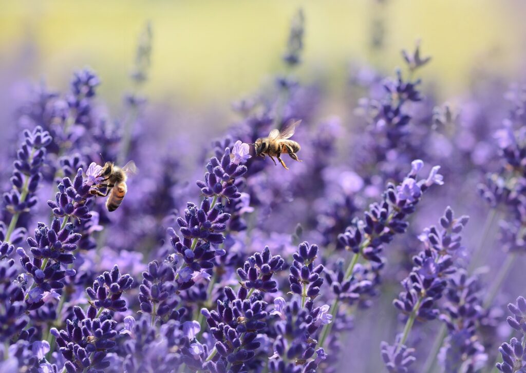 aromáticas alcarria abejas espliego