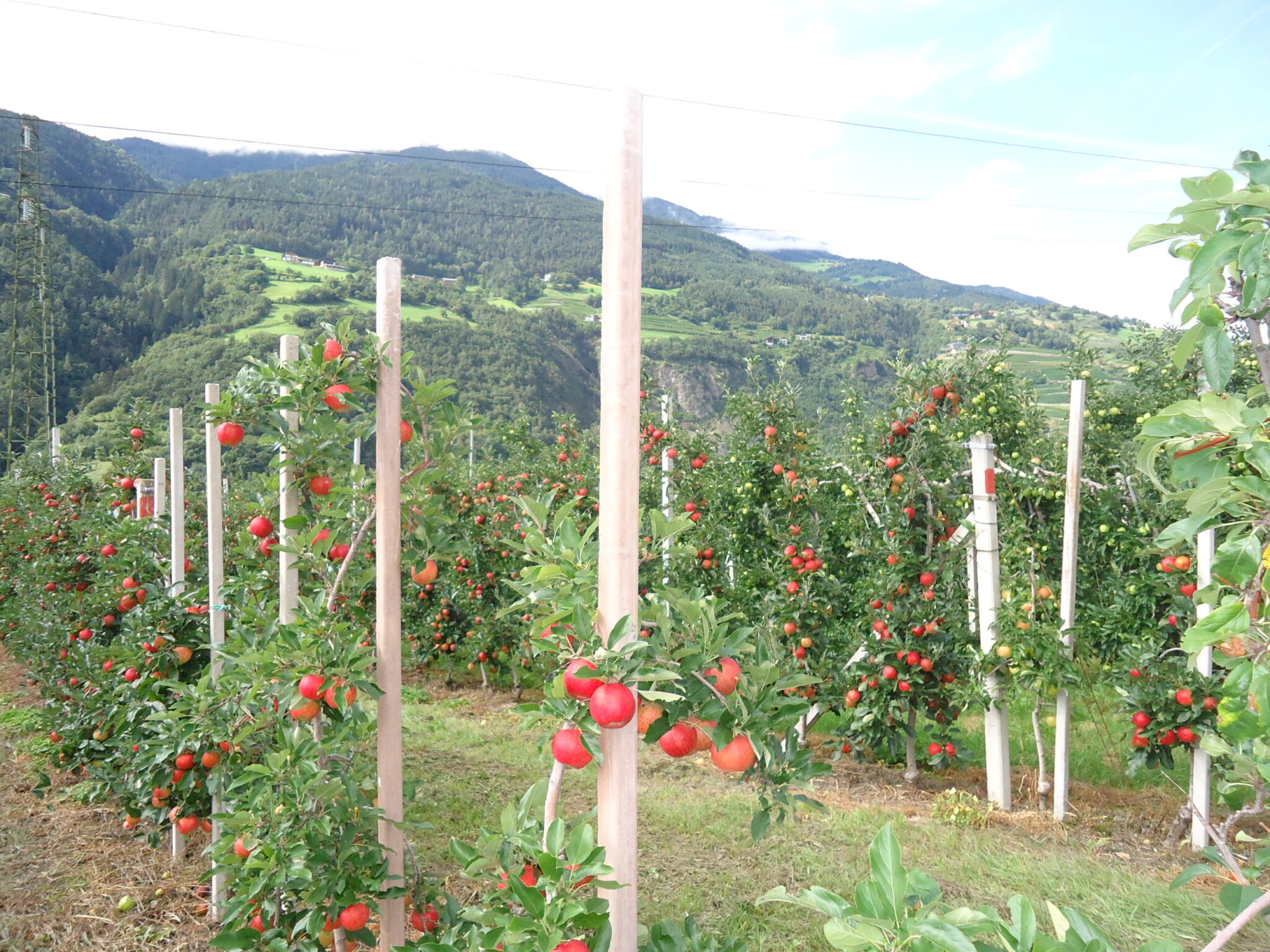 VOG: Estrategia varietal 2025