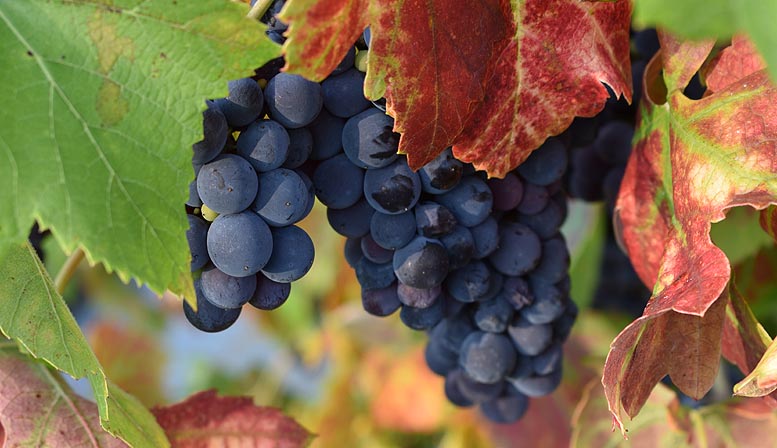 uva para vino y cava