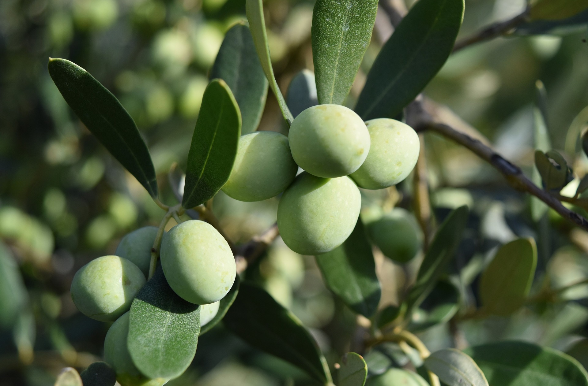 aceituna aceite