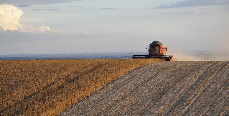 mercados agrícolas
