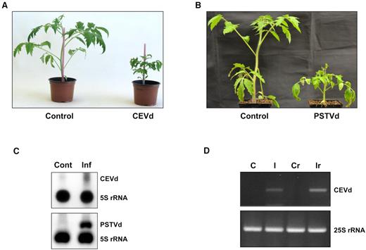 Investigación cítricos